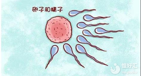 小測(cè)試|你知道你的生育力還剩多少嗎？如何提高？