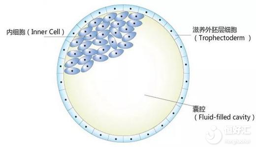 揭秘試管嬰兒養囊技術，或許跟你想象中不一樣