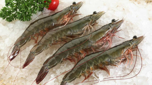 對(duì)蝦