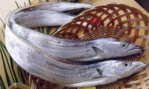 帶魚(yú)