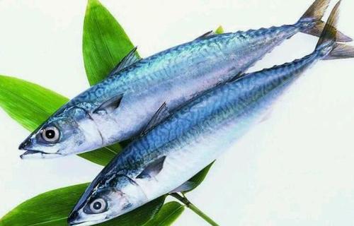 鲅魚(yú)