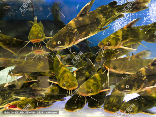昂刺魚(yú)