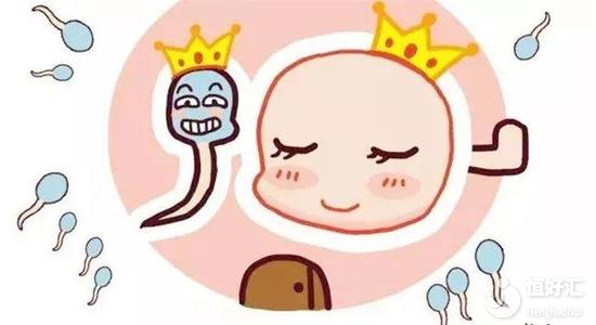 備孕想提高受孕率？養(yǎng)好“大卵子”才是關(guān)鍵