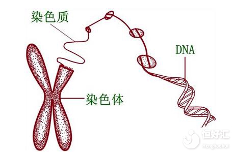 做三代試管嬰兒還會染色體異常嗎？別亂了陣腳