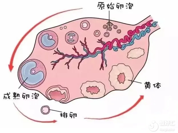 內分泌不調