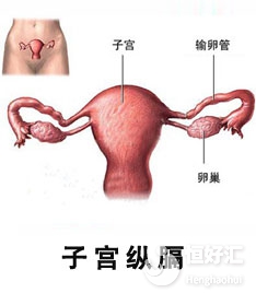 子宮縱隔可以做試管嗎？