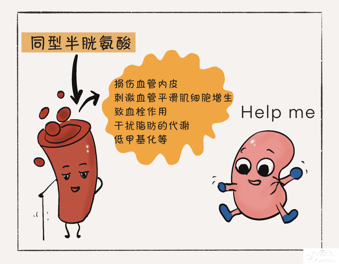 備孕冷知識(shí)：同型半甘氨酸高影響胚胎發(fā)育